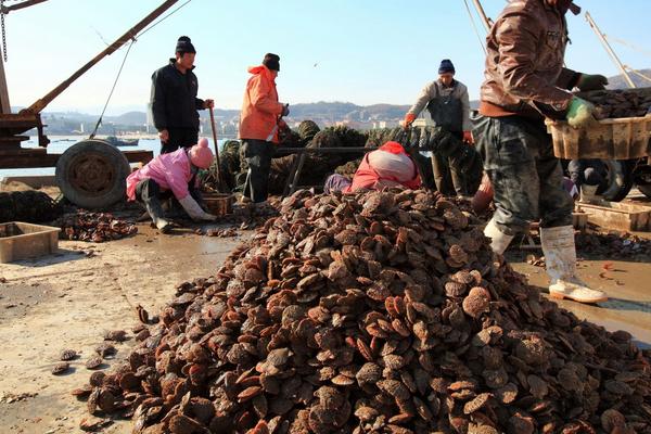 扇贝不能和什么一起吃?