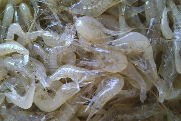 河虾价格多少钱一斤?