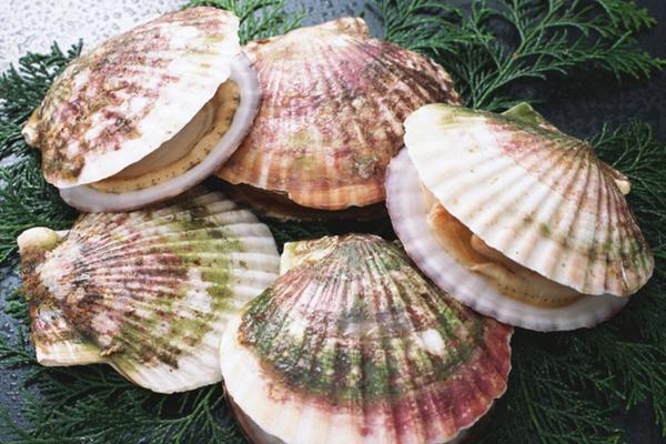 扇贝是海鲜吗?