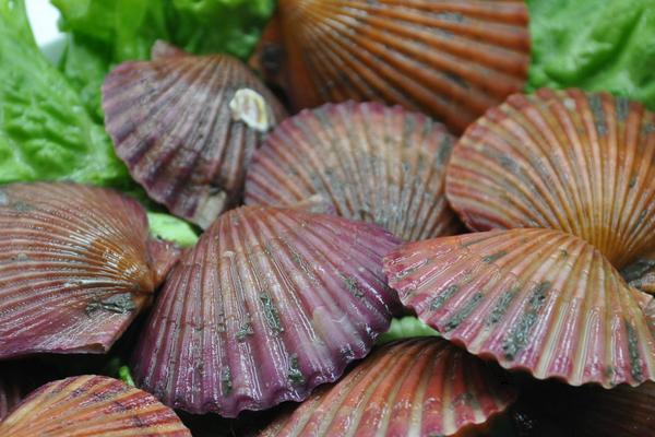 生蚝和扇贝的区别是什么?