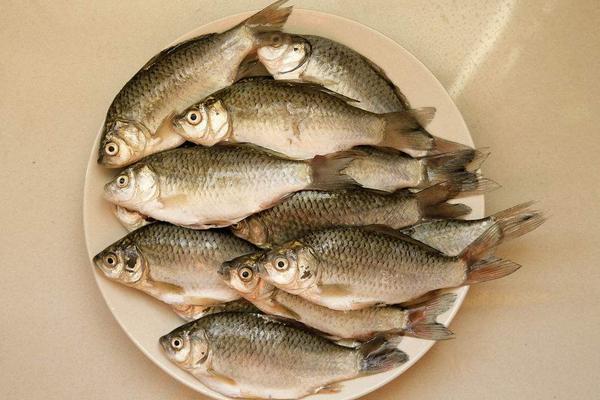 鲫鱼汤能减肥吗?