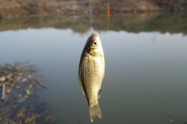 鲫鱼最喜欢吃什么饵料食物？