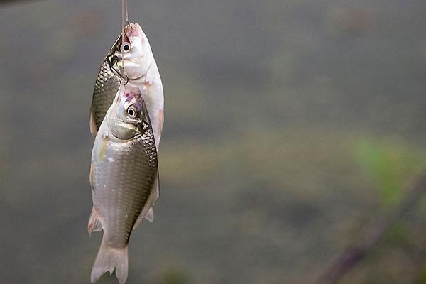 鲫鱼最喜欢吃什么饵料食物？