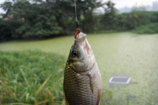 鲫鱼最喜欢吃什么饵料食物？