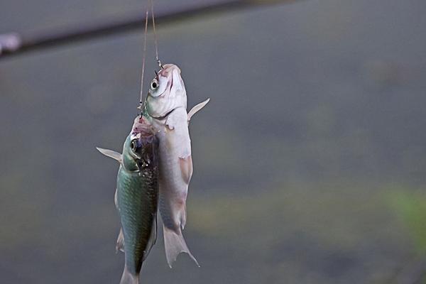 鲫鱼最喜欢吃什么饵料食物？
