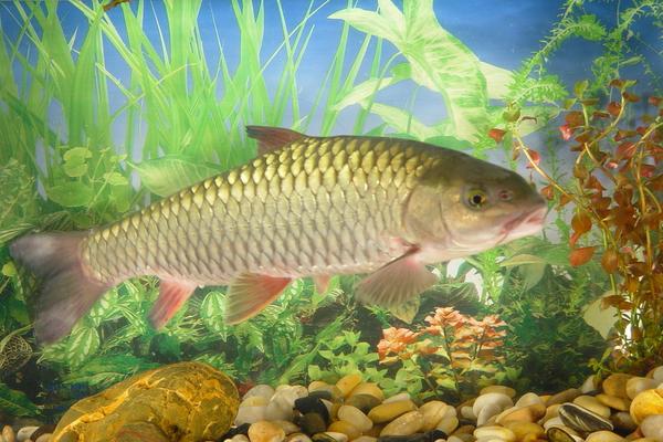 鲤鱼怎么做好吃?