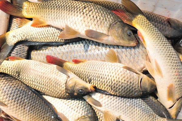 鲤鱼怎么做好吃?