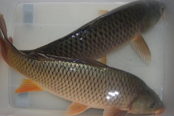 鲤鱼怎么做好吃?