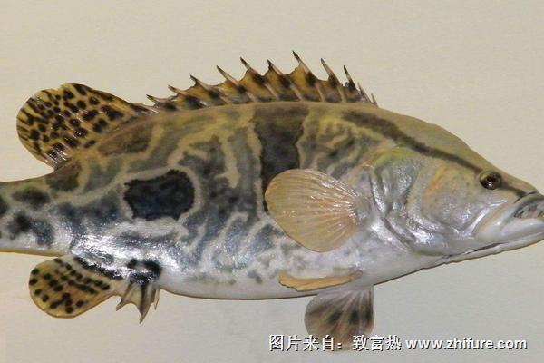 鳜鱼价格多少钱一斤?