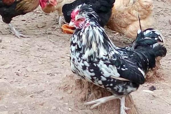 贵妃鸡多少钱一只?