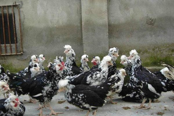 贵妃鸡多少钱一只?