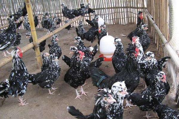 贵妃鸡多少钱一只?