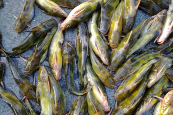 黄颡鱼孕妇能吃吗?