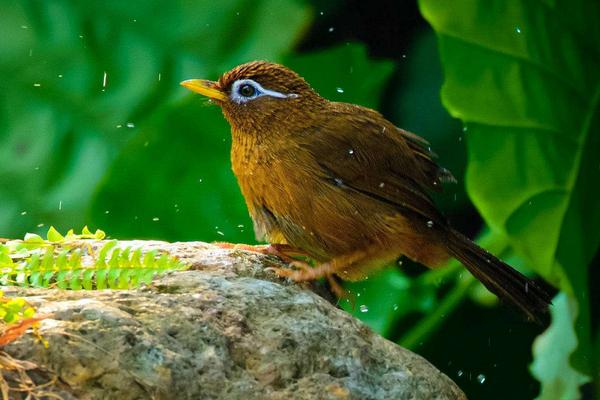 画眉饲料配方有哪些?