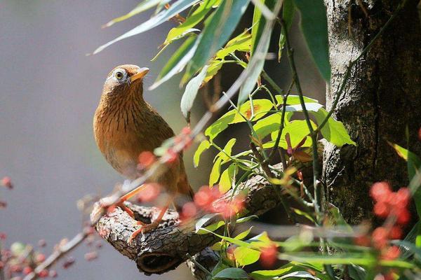 画眉饲料配方有哪些?