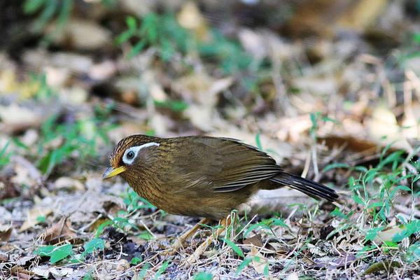 画眉饲料配方有哪些?