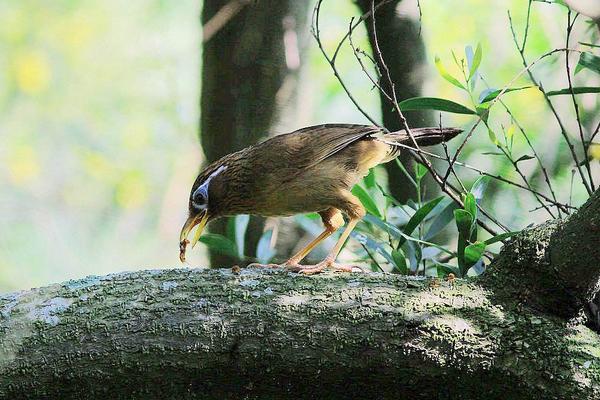 画眉饲料配方有哪些?