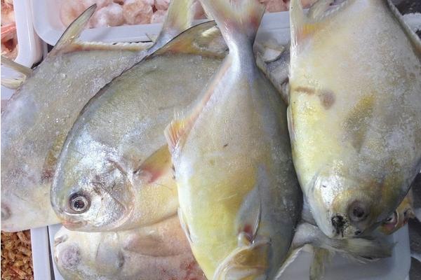 金鲳鱼和白鲳鱼的区别是什么？