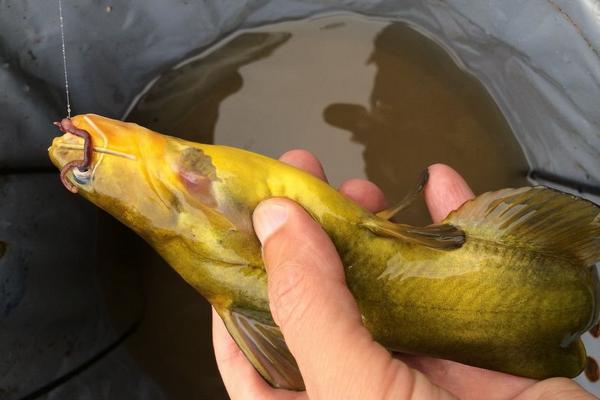 黄颡鱼不适合什么人吃?