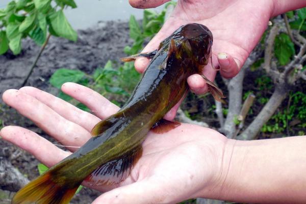 黄颡鱼不适合什么人吃?