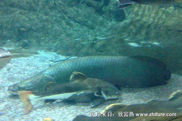 黑鱼吃什么食物?