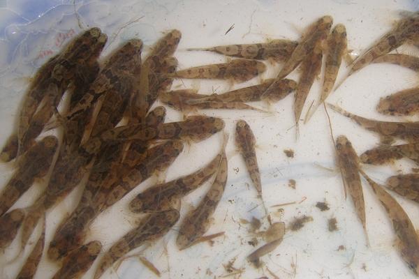 黑鱼吃什么食物?