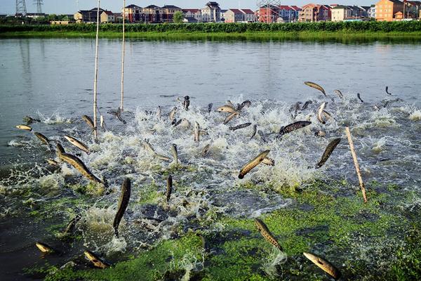 黑鱼吃什么食物?