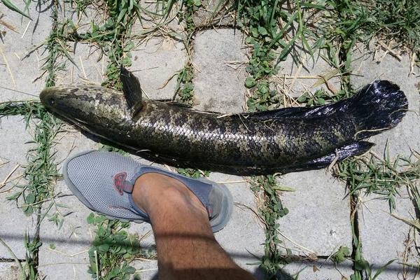 黑鱼吃什么食物?