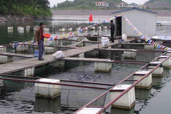 黑鱼吃什么食物?