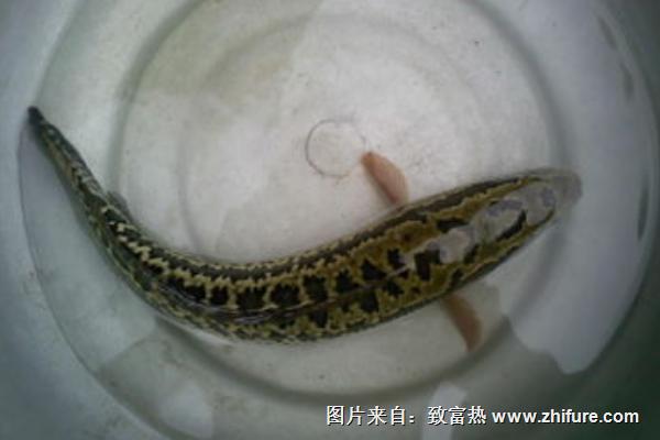 黑鱼价格多少钱一斤?