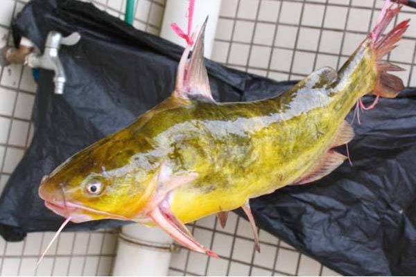 黄颡鱼喜欢吃什么?