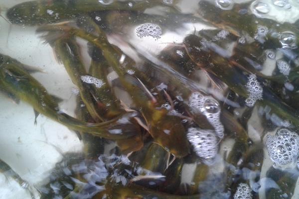 黄颡鱼喜欢吃什么?