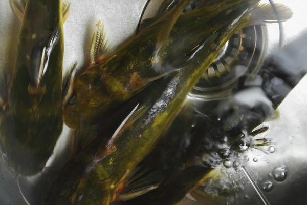 黄颡鱼喜欢吃什么?