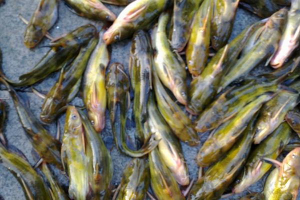 黄颡鱼喜欢吃什么?