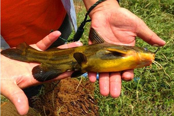 如何钓黄颡鱼？