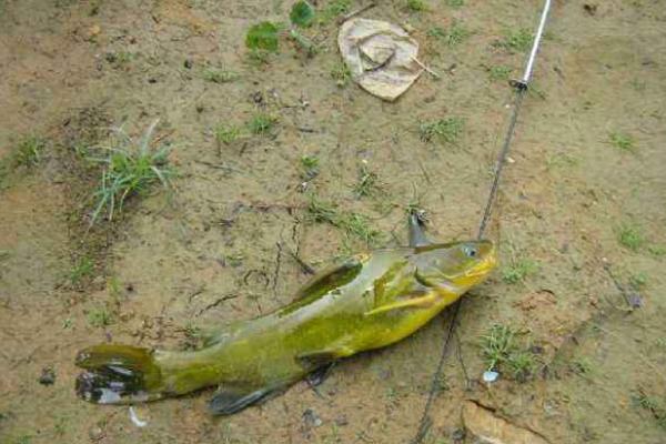 如何钓黄颡鱼？