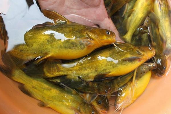 如何钓黄颡鱼？