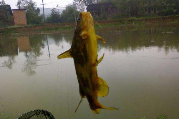 如何钓黄颡鱼？