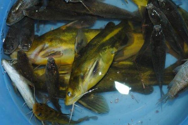 如何钓黄颡鱼？