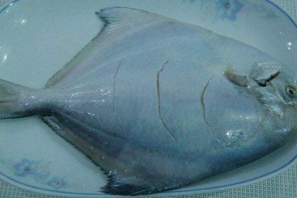 孕妇能吃白鲳鱼吗?