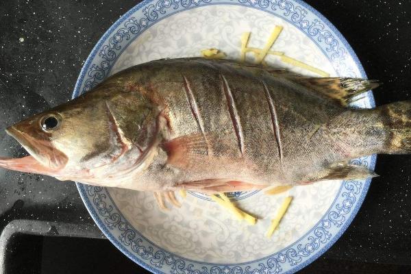 桂鱼吃什么饲料?