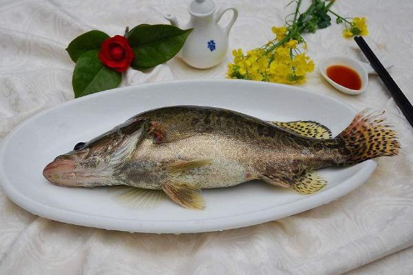 桂鱼吃什么饲料?