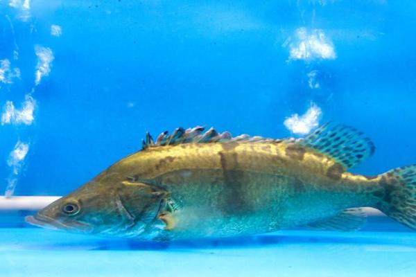 桂鱼吃什么饲料?