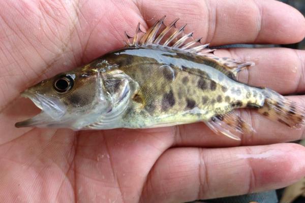 鳜鱼鱼苗价格是多少？