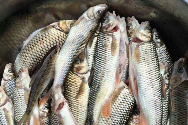 青鱼价格多少钱一斤？