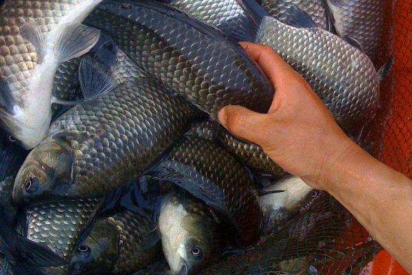 钓青鱼用什么打窝?