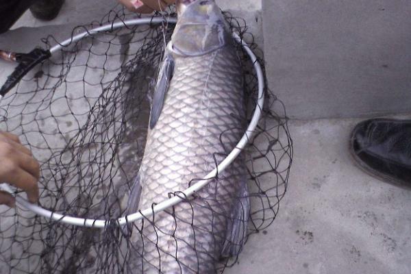 钓青鱼用什么打窝?