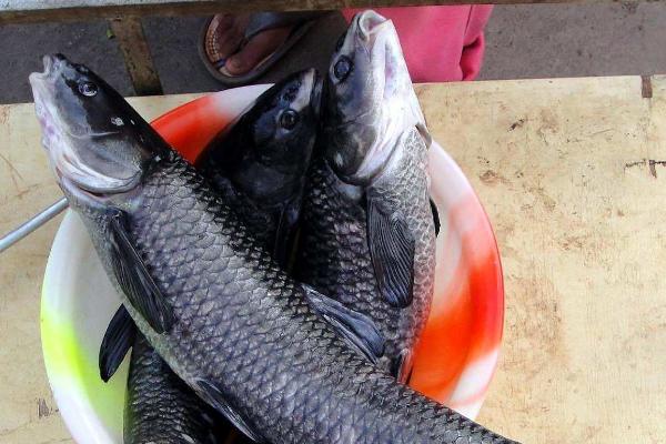 钓青鱼用什么打窝?