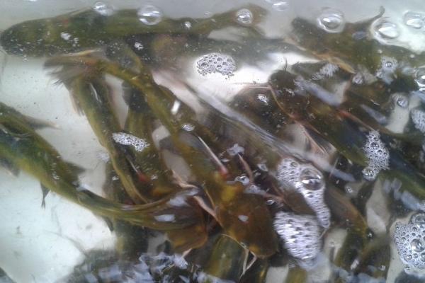 钓黄颡鱼用什么打窝?