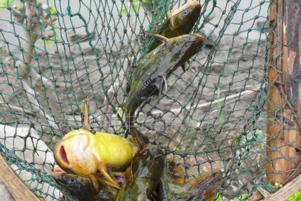 钓黄颡鱼用什么打窝?